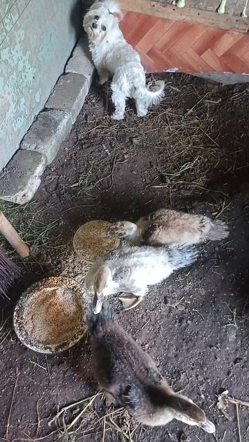 луша переживает за курочку