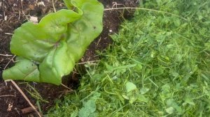 Готовим грядку к следующему сезону, природное земледелие.