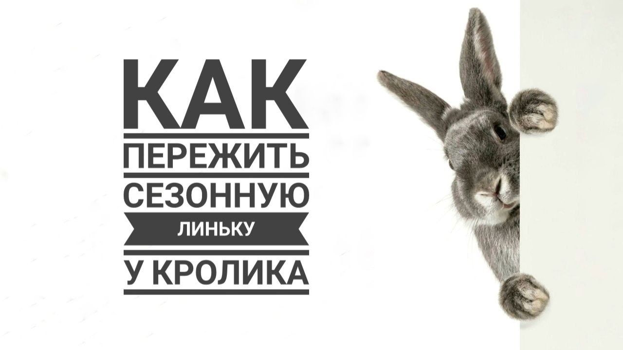 Как помочь декоративному кролику пережить сезонную линьку