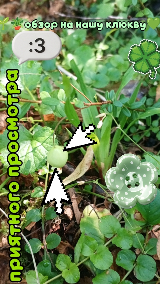 🌱🪴обзор на нашу клюкву💚🌿