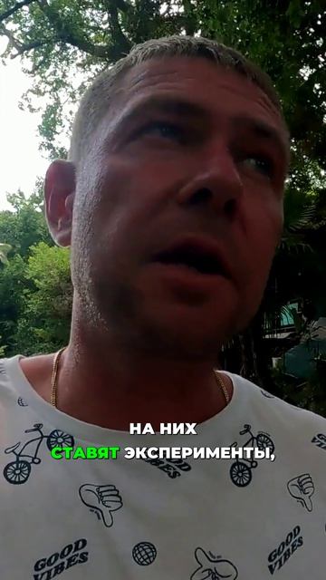 Эксперименты над обезьянами в питомнике