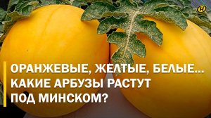 АРБУЗНЫЙ РАЙ ПОД МИНСКОМ. Белорус на своих сотках выращивает 28 сортов. САМОЕ ИНТЕРЕСНОЕ – ВНУТРИ