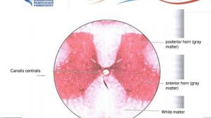 1 Neural tissue