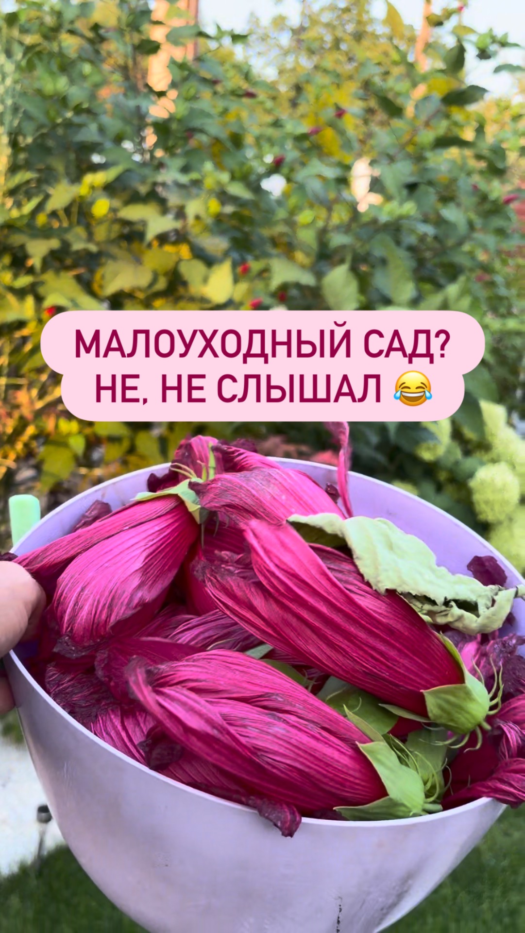 Посоветую ли я Гибискус Болотный (травяной) в малоуходный сад? Не думаю