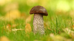 Август лес грибы