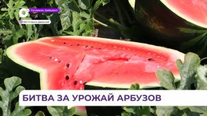Фермеры Спасского округа приступили к уборке бахчевых культур