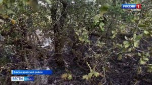 С 11 по 13 августа в Крыму из-за жаркой погоды сохранится чрезвычайная пожарная опасность