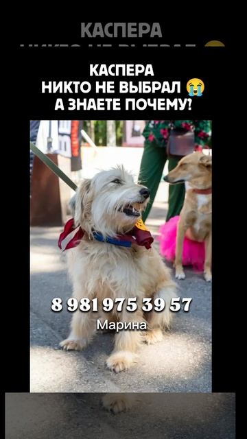 Каспер ждёт Вас