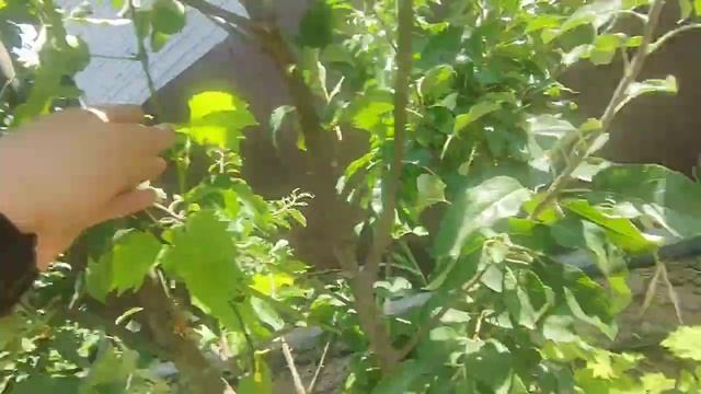 VLOG вырезали малину, придумала бизнес план по выращиванию ягод и продажи саженцев 🤣🤣🤣