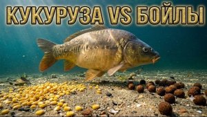 2 дня подводных наблюдений: КУКУРУЗА против БОЙЛОВ