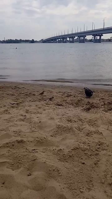 Приколы животные