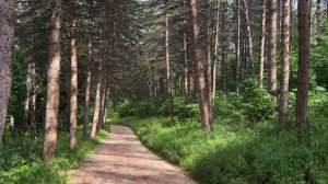 Когда природа лечит: утро на тропе в Кисловодском парке