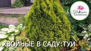 Хвойные в саду. Часть 2. Туи