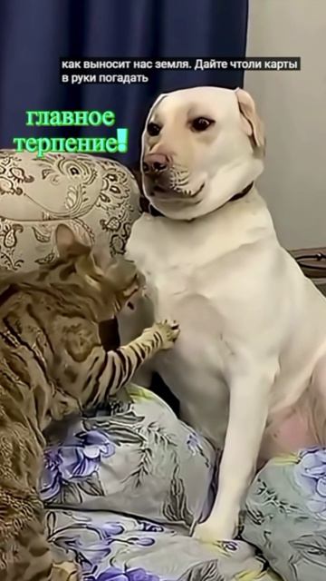 Удивительные животные !!!