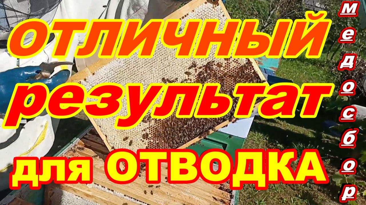 ОТЛИЧНЫЙ результат для ОТВОДКА ПЧЕЛ на МЕДОСБОРЕ !!!