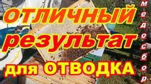 ОТЛИЧНЫЙ результат для ОТВОДКА ПЧЕЛ на МЕДОСБОРЕ !!!