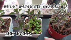 ВИДЫ КАЛАНХОЭ ● СЕРИЯ ● 5●