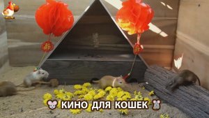 Видео для кошек про крысок развлекать питомцев 🐭🐀😂 593