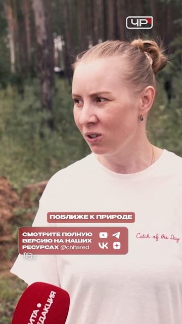 Вырубка леса в Чите: «Иван разрешил»?