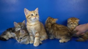 Сибирские котята помет W...Crown of Siberia, 2 месяца 10 дней