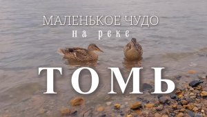 Дикие утки идут к людям. Маленькое чудо на  реке Томь.