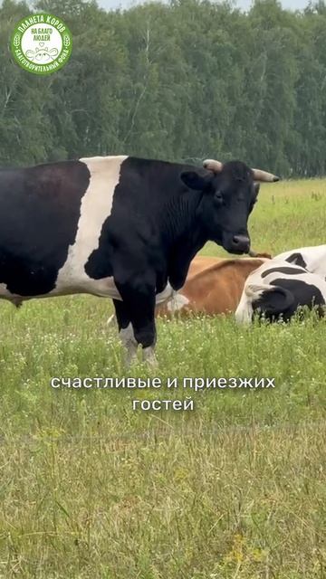 Марина Васильева о Планете Коров отзыв впечатления