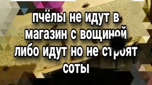 Пчёлы не поднимается в магазин