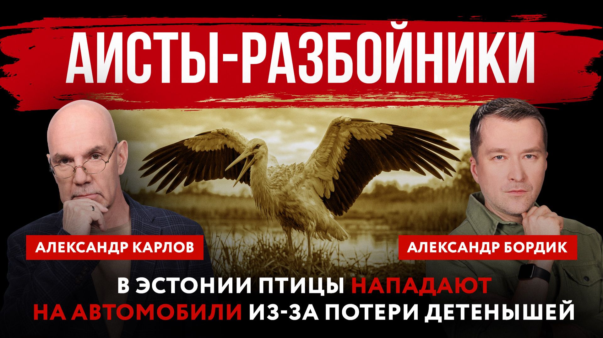 Аисты-разбойники. В Эстонии птицы нападают на автомобили из-за потери детенышей