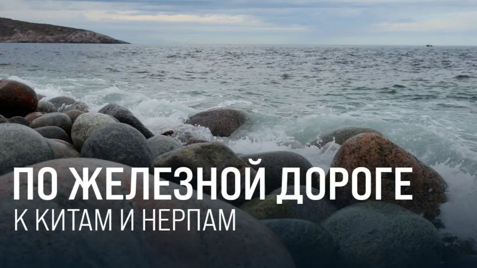 По железной дороге к китам и нерпам