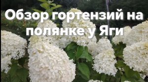 Обзор гортензий на полянке у Яги.Тардиво. Фантом. Даймонд Руж.