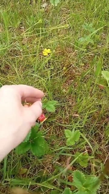 Сбор земляники, сладкие воспоминания о лете.
