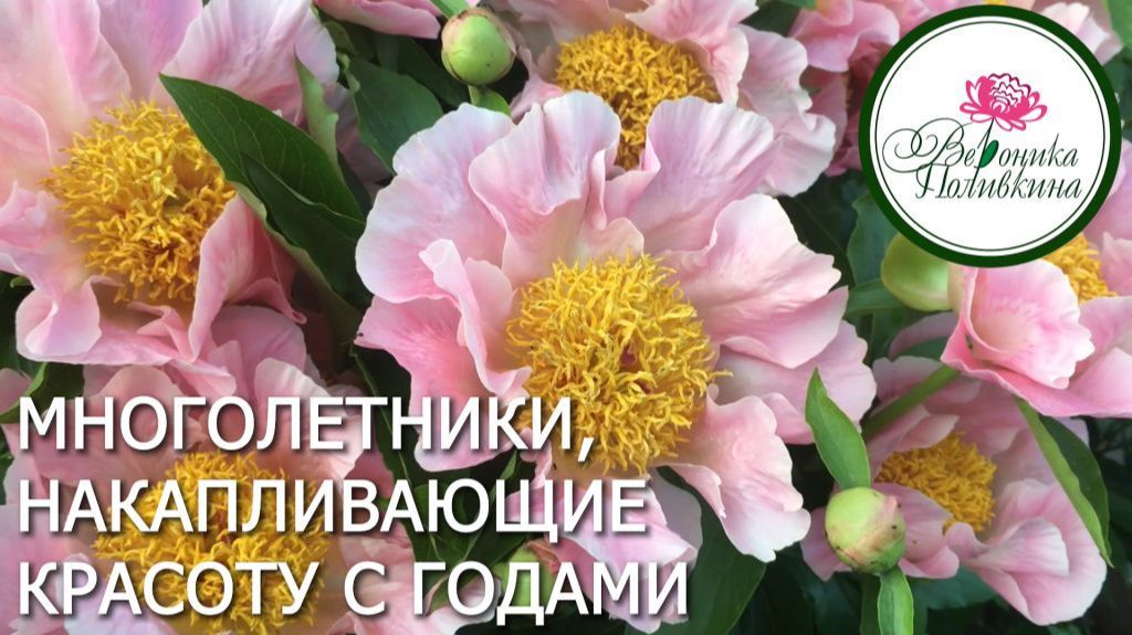 Эти растения становятся роскошными только спустя годы. Главное — уметь ждать