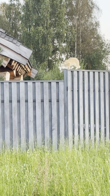 At On The Fence | Кот на заборе