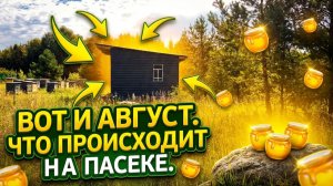 Работы на пасеке в августе.#пасека#август