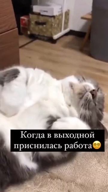Когда в выходной приснилась работа