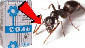 Как избавиться от муравьёв За 3 Секунды!....
