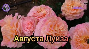 РОЗА АВГУСТА ЛУИЗА.