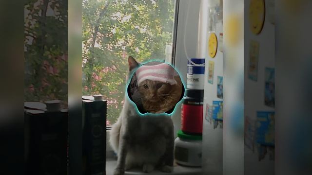 Meow Meow Meow Meow Music