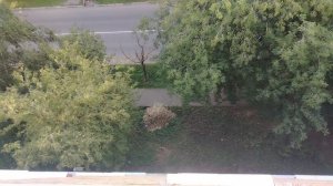 Рабочие оставили кучу опилок после работы под окнами.