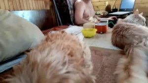 Соня, Ринго, Каспер