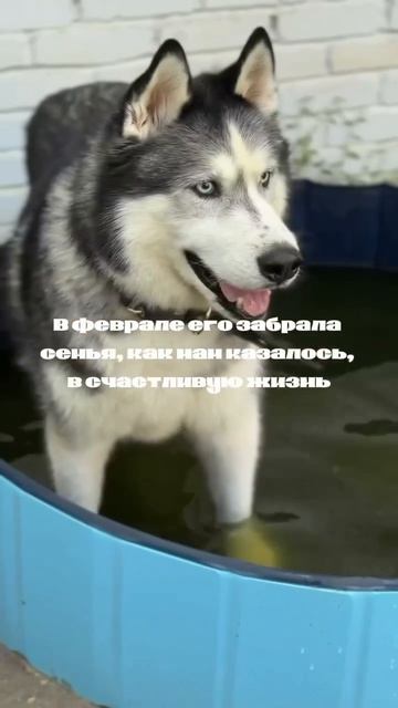 Шелдона вернули 💔
