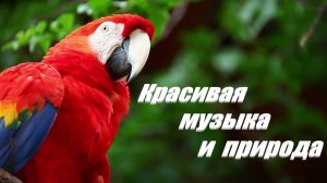 Удивительные животные и природа с музыкой для отдыха!!!