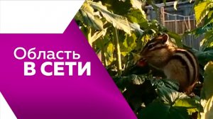 Область в сети № 358