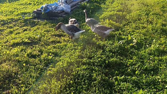 Яблочный спас у кур 🐔🐓 Рыжий кот Фокс 🐱 поймал мышку 🐁 Гуси 🪿 утки 🦆 хозяюшка Лапа