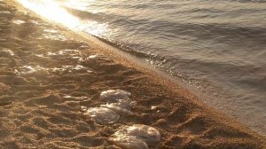 Экологическая катастрофа, много медуз выбросилось на берег Азовского моря в станице Голубицкая