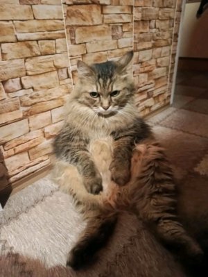 котик ❤️