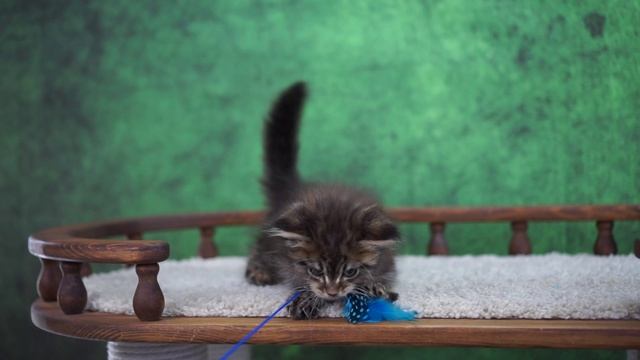 Wyatt 2,5 месяца