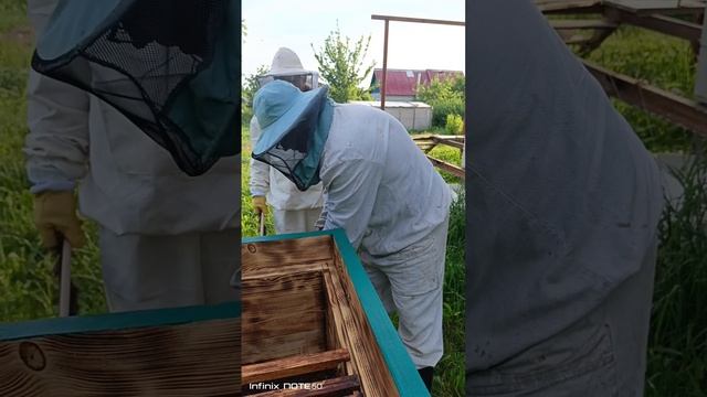 Рождение новой пасеки.