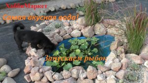МИНИ - ПРУД у дома. Запускаем рыбок. Ландшафтный дизайн. ХоббиМаркет