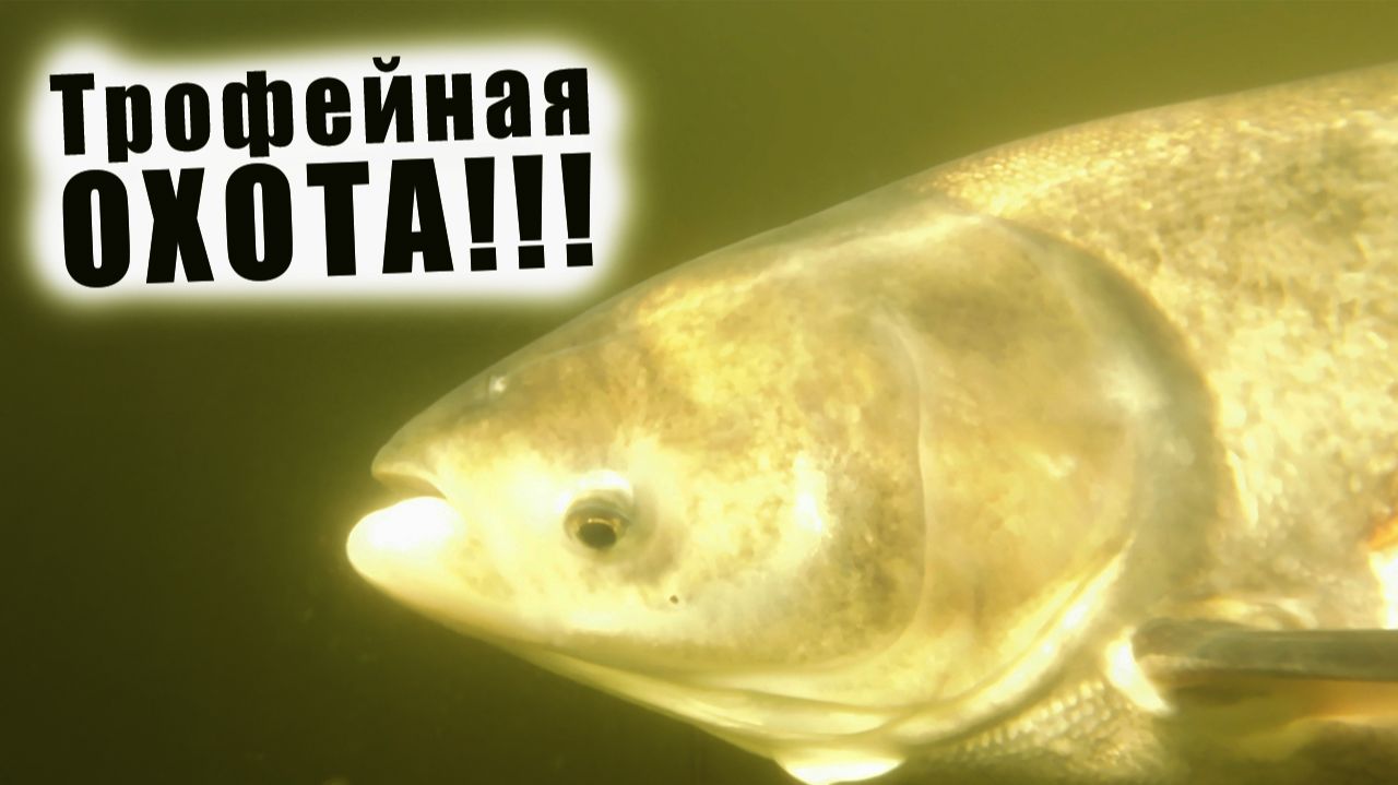 ПОПАЛ В ОГРОМНУЮ СТАЮ ТОЛСТОЛОБИКА!!! ТРОФЕЙНАЯ ПОДВОДНАЯ ОХОТА НА ДЕСНОГОРСКОМ ВОДОХРАНИЛИЩЕ!!!